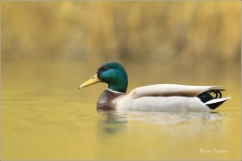 <p>KACHNA DIVOKÁ (Anas platyrhynchos) /Mallard - Stockente/</p>